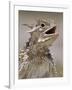 Texas Horned Lizard, Rio Grande Valley, Texas, USA-Rolf Nussbaumer-Framed Photographic Print