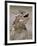 Texas Horned Lizard, Rio Grande Valley, Texas, USA-Rolf Nussbaumer-Framed Photographic Print