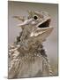Texas Horned Lizard, Rio Grande Valley, Texas, USA-Rolf Nussbaumer-Mounted Photographic Print