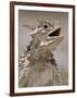 Texas Horned Lizard, Rio Grande Valley, Texas, USA-Rolf Nussbaumer-Framed Photographic Print