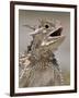 Texas Horned Lizard, Rio Grande Valley, Texas, USA-Rolf Nussbaumer-Framed Photographic Print