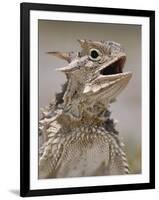 Texas Horned Lizard, Rio Grande Valley, Texas, USA-Rolf Nussbaumer-Framed Photographic Print