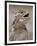 Texas Horned Lizard, Rio Grande Valley, Texas, USA-Rolf Nussbaumer-Framed Photographic Print