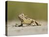 Texas Horned Lizard, Texas, USA-Larry Ditto-Stretched Canvas