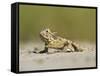 Texas Horned Lizard, Texas, USA-Larry Ditto-Framed Stretched Canvas