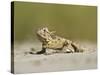 Texas Horned Lizard, Texas, USA-Larry Ditto-Stretched Canvas