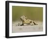 Texas Horned Lizard, Texas, USA-Larry Ditto-Framed Premium Photographic Print