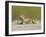 Texas Horned Lizard, Texas, USA-Larry Ditto-Framed Premium Photographic Print