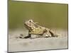 Texas Horned Lizard, Texas, USA-Larry Ditto-Mounted Premium Photographic Print