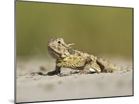 Texas Horned Lizard, Texas, USA-Larry Ditto-Mounted Premium Photographic Print
