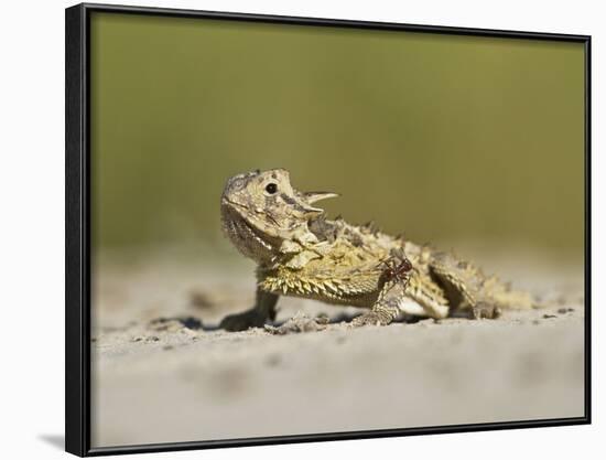 Texas Horned Lizard, Texas, USA-Larry Ditto-Framed Photographic Print