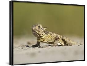 Texas Horned Lizard, Texas, USA-Larry Ditto-Framed Photographic Print