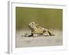 Texas Horned Lizard, Texas, USA-Larry Ditto-Framed Photographic Print