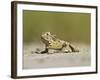 Texas Horned Lizard, Texas, USA-Larry Ditto-Framed Photographic Print