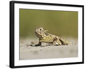 Texas Horned Lizard, Texas, USA-Larry Ditto-Framed Photographic Print