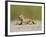 Texas Horned Lizard, Texas, USA-Larry Ditto-Framed Photographic Print