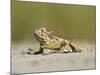 Texas Horned Lizard, Texas, USA-Larry Ditto-Mounted Photographic Print