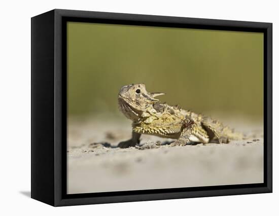 Texas Horned Lizard, Texas, USA-Larry Ditto-Framed Stretched Canvas