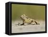 Texas Horned Lizard, Texas, USA-Larry Ditto-Framed Stretched Canvas