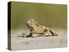 Texas Horned Lizard, Texas, USA-Larry Ditto-Stretched Canvas