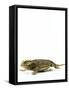 Texas Horned Lizard-null-Framed Stretched Canvas