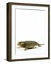 Texas Horned Lizard-null-Framed Premium Photographic Print