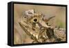 Texas Horned Lizard-null-Framed Stretched Canvas