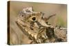 Texas Horned Lizard-null-Stretched Canvas