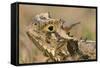 Texas Horned Lizard-null-Framed Stretched Canvas