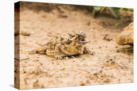 Texas Horned Lizard-Gary Carter-Stretched Canvas