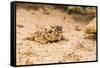 Texas Horned Lizard-Gary Carter-Framed Stretched Canvas