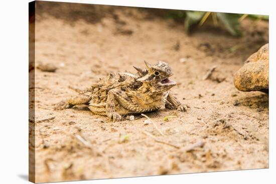 Texas Horned Lizard-Gary Carter-Stretched Canvas