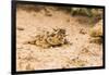 Texas Horned Lizard-Gary Carter-Framed Photographic Print