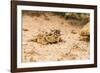 Texas Horned Lizard-Gary Carter-Framed Photographic Print