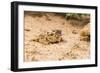 Texas Horned Lizard-Gary Carter-Framed Photographic Print