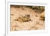 Texas Horned Lizard-Gary Carter-Framed Photographic Print