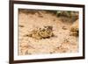 Texas Horned Lizard-Gary Carter-Framed Photographic Print