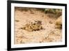 Texas Horned Lizard-Gary Carter-Framed Photographic Print