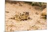 Texas Horned Lizard-Gary Carter-Mounted Photographic Print
