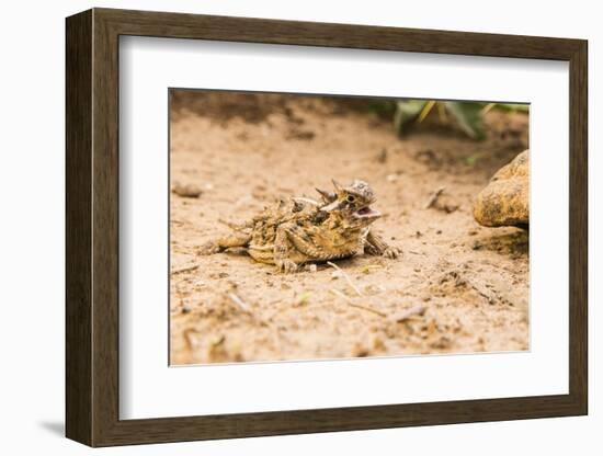 Texas Horned Lizard-Gary Carter-Framed Photographic Print