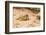 Texas Horned Lizard-Gary Carter-Framed Photographic Print