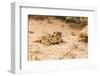 Texas Horned Lizard-Gary Carter-Framed Photographic Print