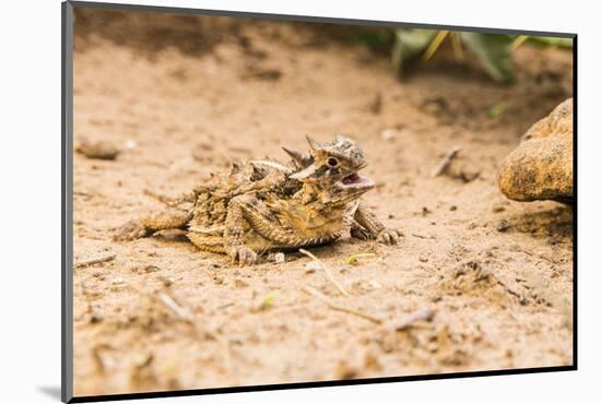 Texas Horned Lizard-Gary Carter-Mounted Photographic Print