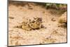 Texas Horned Lizard-Gary Carter-Mounted Photographic Print