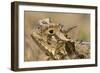 Texas Horned Lizard-null-Framed Photographic Print