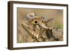 Texas Horned Lizard-null-Framed Photographic Print