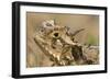 Texas Horned Lizard-null-Framed Photographic Print