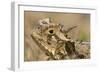 Texas Horned Lizard-null-Framed Photographic Print