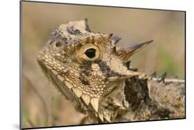 Texas Horned Lizard-null-Mounted Photographic Print