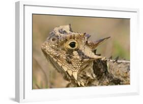 Texas Horned Lizard-null-Framed Photographic Print